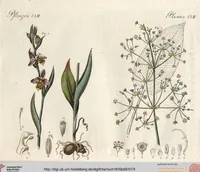 An illustration from (Band 9) (1816)