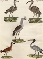 An illustration from (Band 9) (1816)