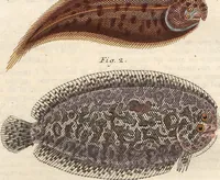 An illustration from (Band 9) (1816)