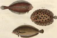 An illustration from (Band 9) (1816)