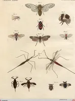 An illustration from (Band 9) (1816)