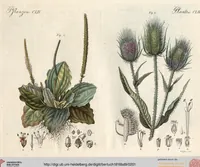 An illustration from (Band 9) (1816)