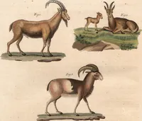 An illustration from (Band 9) (1816)