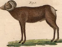 An illustration from (Band 9) (1816)