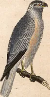 An illustration from (Band 9) (1816)