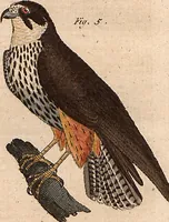 An illustration from (Band 9) (1816)