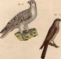 An illustration from (Band 9) (1816)