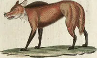An illustration from (Band 9) (1816)