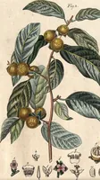 An illustration from (Band 9) (1816)