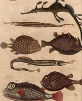 An illustration from (Band 9) (1816)
