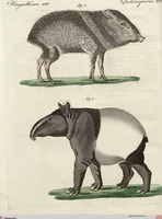 An illustration from (Band 9) (1816)