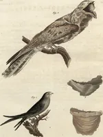 An illustration from (Band 9) (1816)