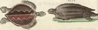 An illustration from (Band 9) (1816)
