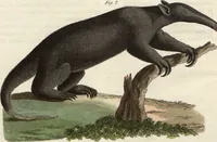 An illustration from (Band 9) (1816)