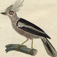 An illustration from (Band 9) (1816)