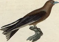 An illustration from (Band 9) (1816)