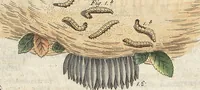 An illustration from (Band 9) (1816)