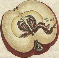 An illustration from (Band 9) (1816)