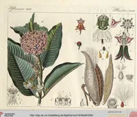 An illustration from (Band 9) (1816)