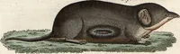 An illustration from (Band 9) (1816)