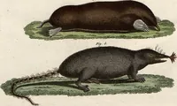 An illustration from (Band 9) (1816)