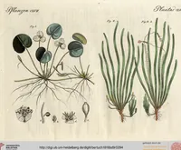 An illustration from (Band 9) (1816)