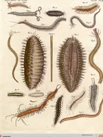 An illustration from (Band 9) (1816)