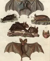 An illustration from (Band 9) (1816)