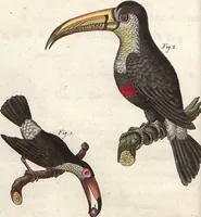 An illustration from (Band 9) (1816)
