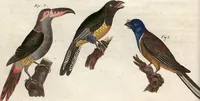 An illustration from (Band 9) (1816)