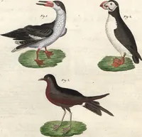 An illustration from (Band 9) (1816)