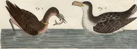 An illustration from (Band 9) (1816)