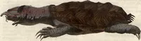 An illustration from (Band 9) (1816)