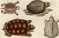An illustration from (Band 9) (1816)