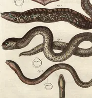 An illustration from (Band 9) (1816)