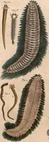 An illustration from (Band 9) (1816)