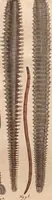 An illustration from (Band 9) (1816)