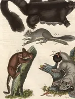 An illustration from (Band 9) (1816)