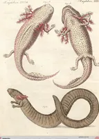 An illustration from (Band 9) (1816)