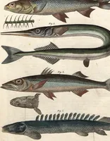 An illustration from (Band 9) (1816)