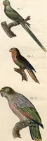 An illustration from (Band 9) (1816)