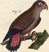 An illustration from (Band 9) (1816)