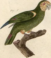An illustration from (Band 9) (1816)