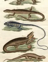 An illustration from (Band 9) (1816)
