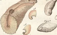 An illustration from (Band 9) (1816)