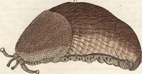 An illustration from (Band 9) (1816)