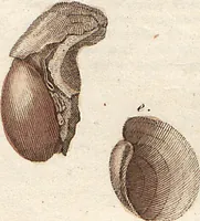 An illustration from (Band 9) (1816)