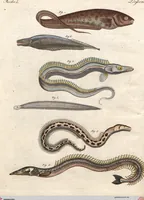 An illustration from (Band 9) (1816)