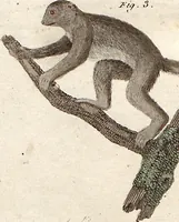 An illustration from (Band 9) (1816)