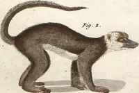 An illustration from (Band 9) (1816)